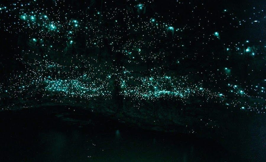 Glowworm cave. Pallavi Jallan/Waitomo Glowworm Cave, New Zealand.