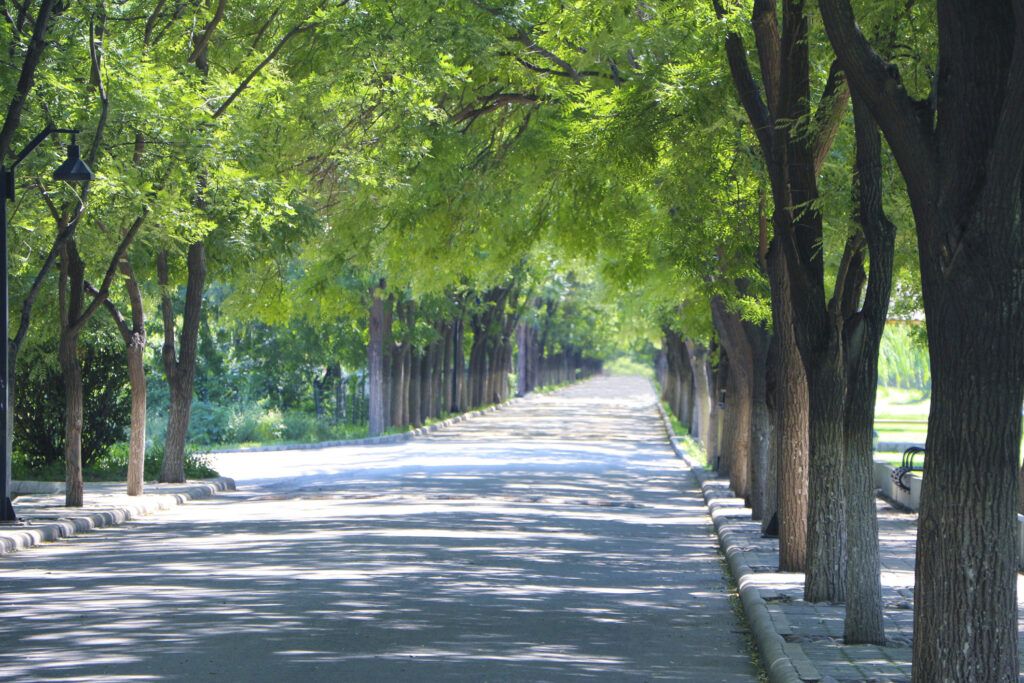 tree lined street