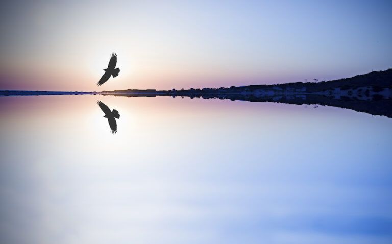 Bird soaring over a quiet lake. Photo: Thinkstock.