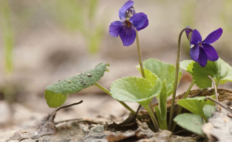 Spring violets. Photo: Thinkstock.