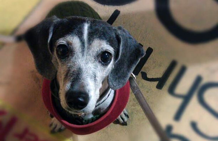 A cute dog sits attentively, gazing up at her owner.