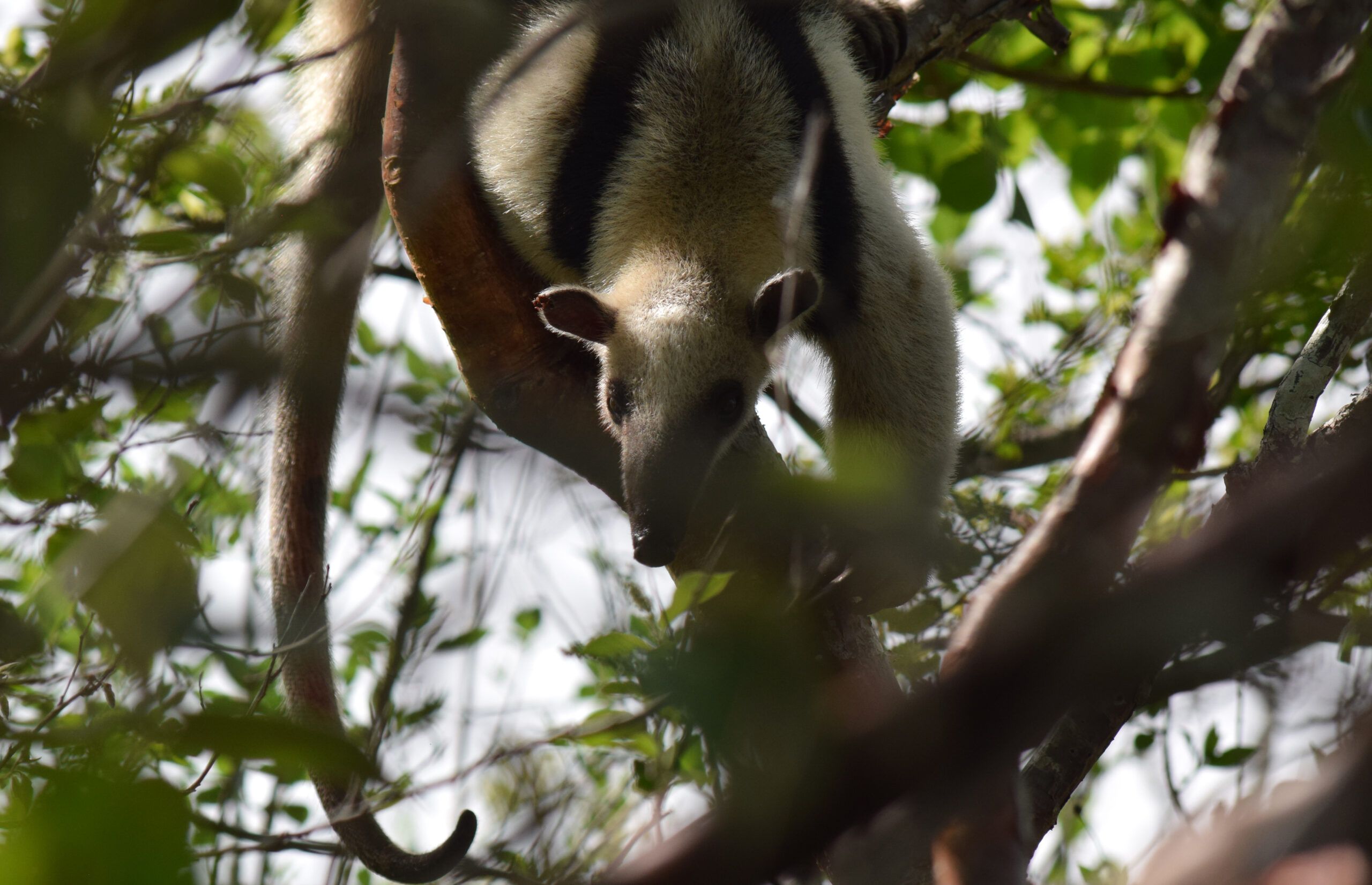 anteater in Rincón de la Vieja National Park