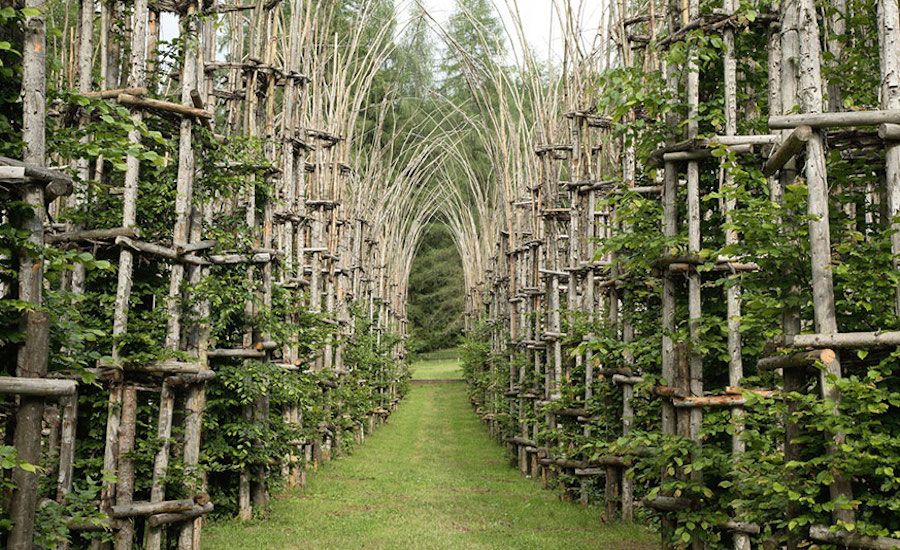 Italian artist Giuliano Mauri’s epic Tree Cathedral