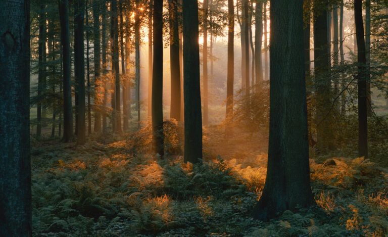 Heavenly streams of light brighten a woodsy setting.