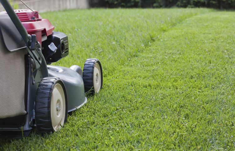 Nothing says summer like the intoxicating scent that accompanies mowing the lawn.