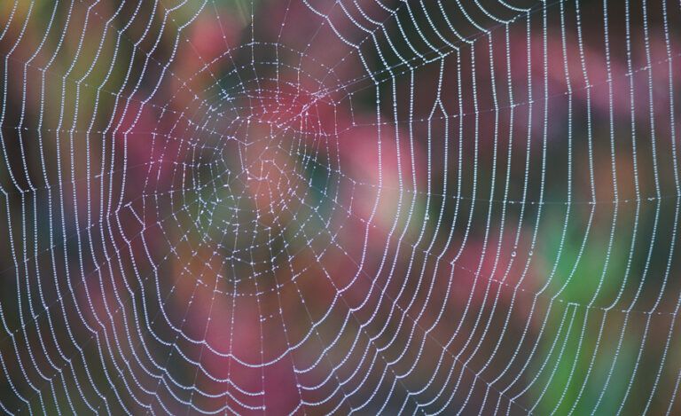 dew-covered spider web in front of pink flowers