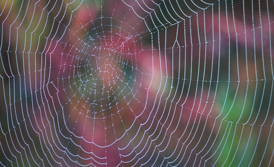 dew-covered spider web in front of pink flowers