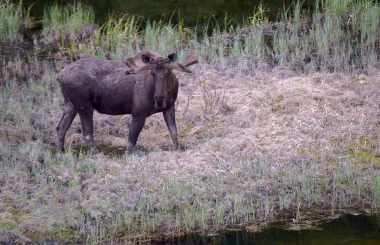 Moose in Alaska