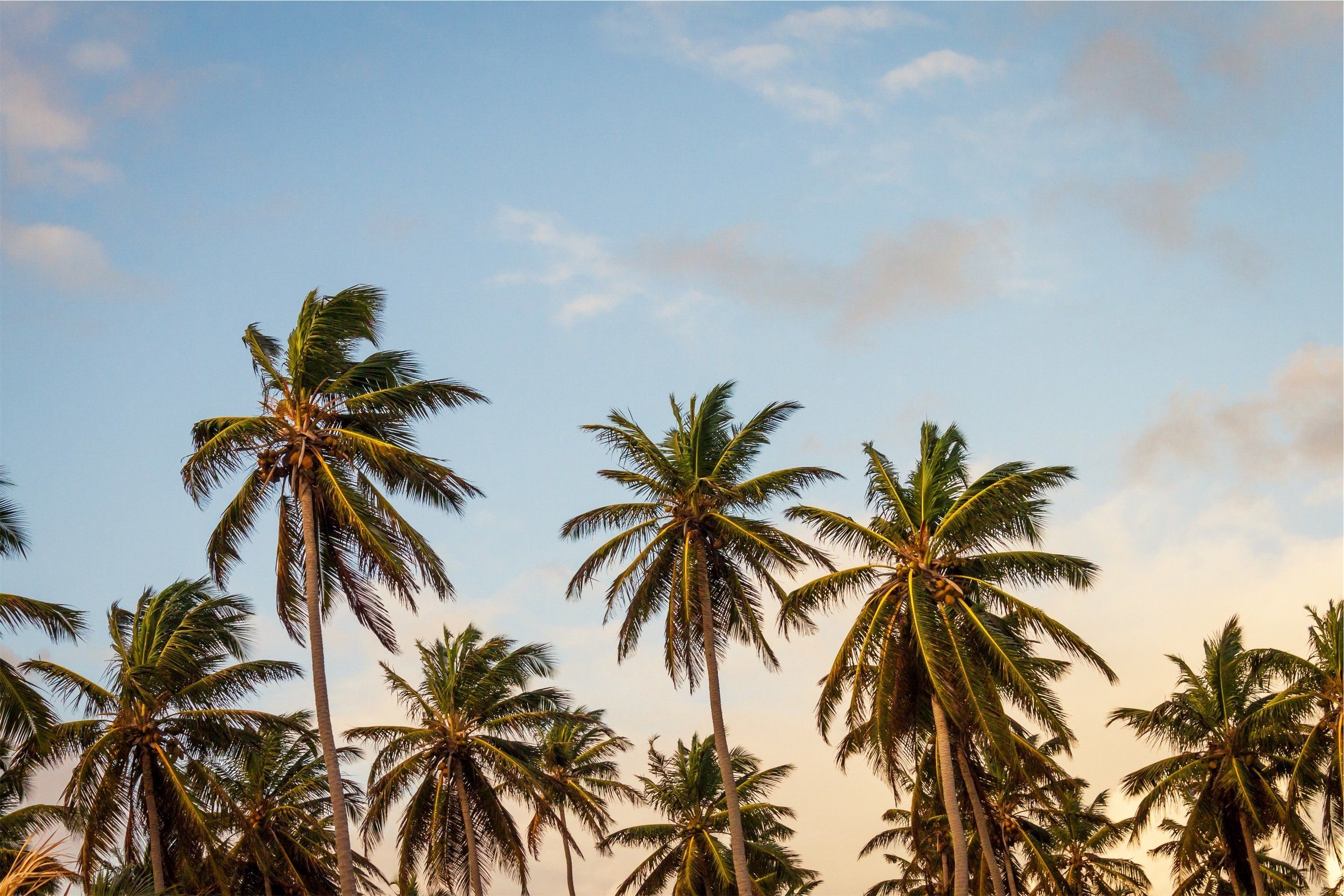 A sign from God: palm trees.