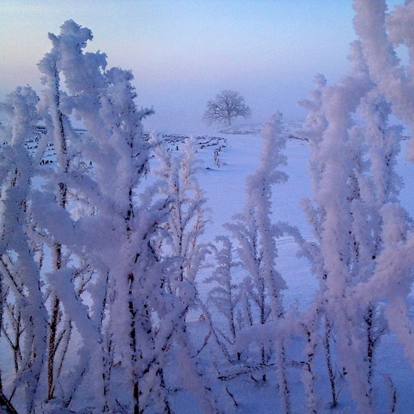 Guideposts: Like a scene from the land of fairy, That Tree rises ethereal from the enchanted mists of her valley