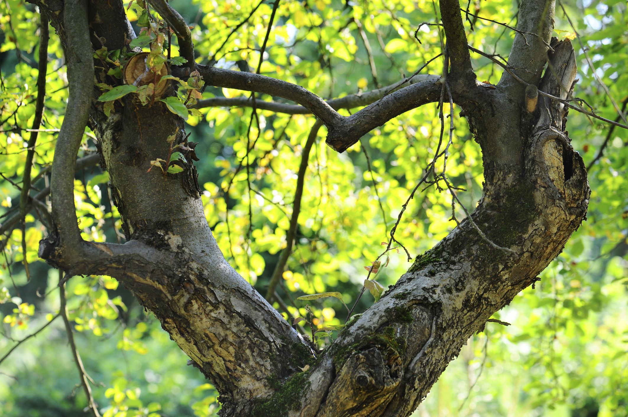 A sign from God? Tree limbs growing in the shape of a heart.