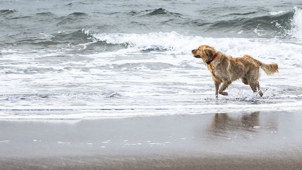 A golden retriever brought back memories of a family beach house.