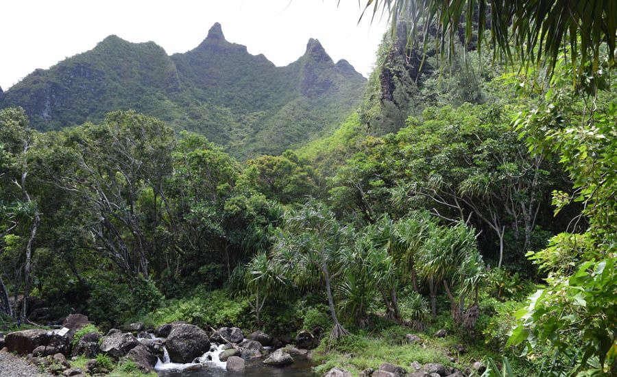 Inside Limihuli Garden and Preserve