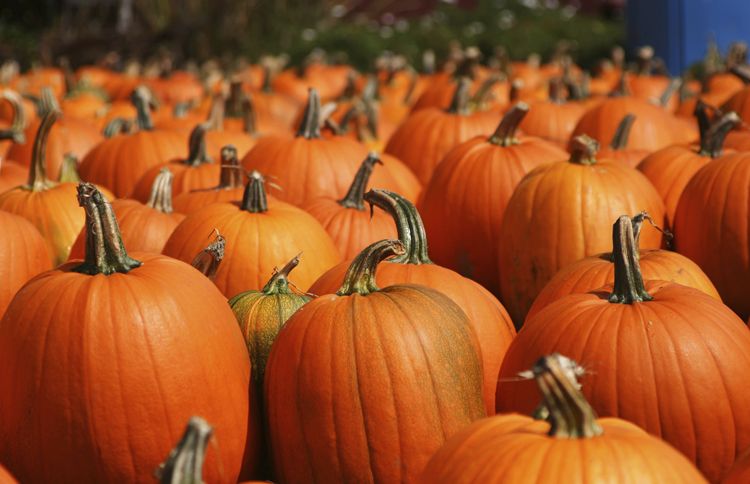 Guideposts: Beautiful orange pumpkins, as far as the eye can see.