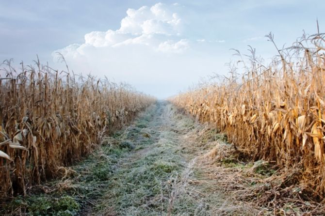 The last of the corn and the first frost, they come with the harvest moon.