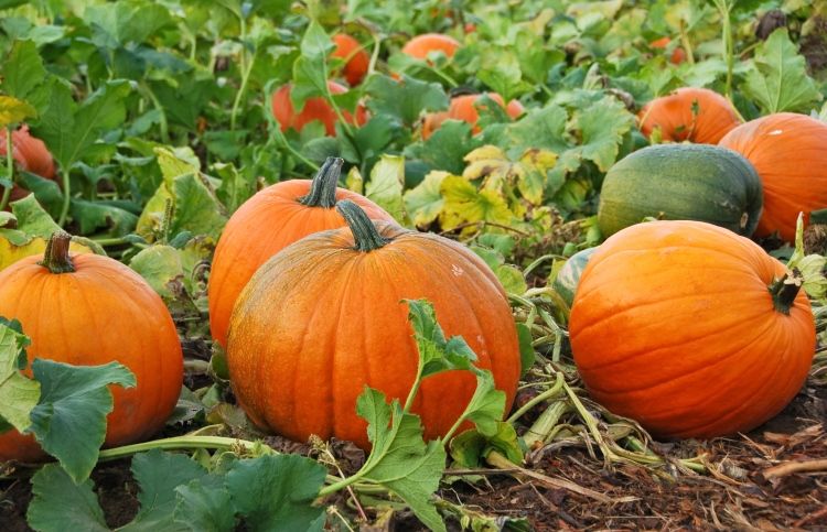 pumpkin-patch-marquee