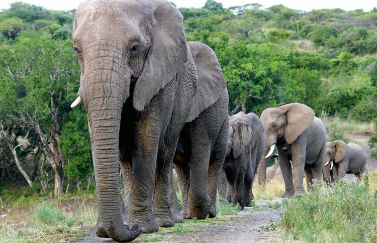 Guideposts: The elephants Lawrence loved filed by in a procession on the day of his memorial service