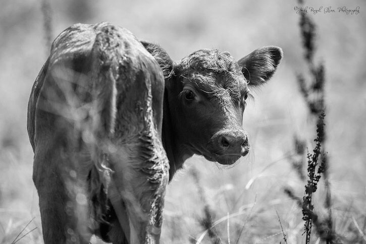 Abby, a Red Angus calf born in Bogart, Georgia.