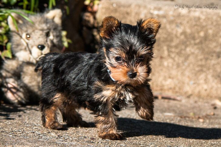 Guideposts: Ginger, a Yorkshire terrier puppy, takes her first steps outdoors while being watched by one of her favorite toys.