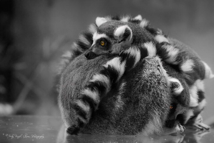 Guideposts: Lemurs huddled together in a lemur ball at the South Carolina Aquarium in Charleston.