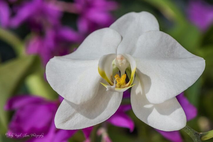 Guideposts: Various kinds of orchids,  including this moth orchid, can be found in the Conservatory at the State Botanical Garden of Georgia.