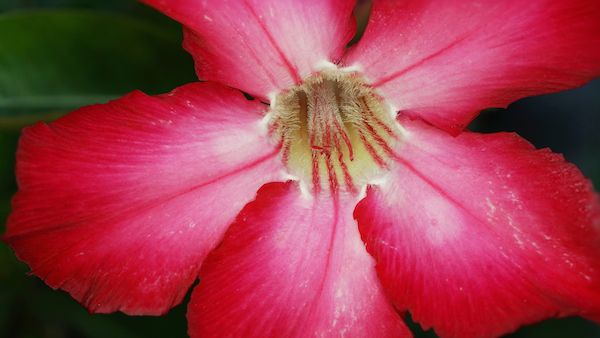 A Christmas azalea and the power of prayer.