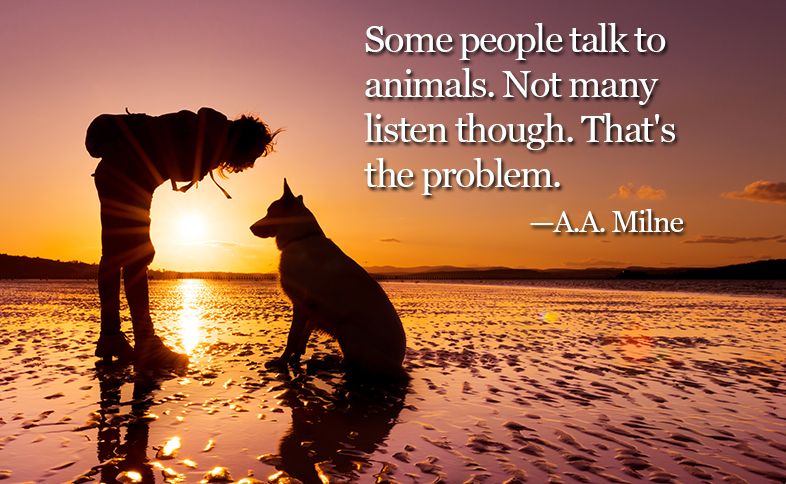 Some people talk to animals. Not many listen though. That's the problem. ―A.A. Milne