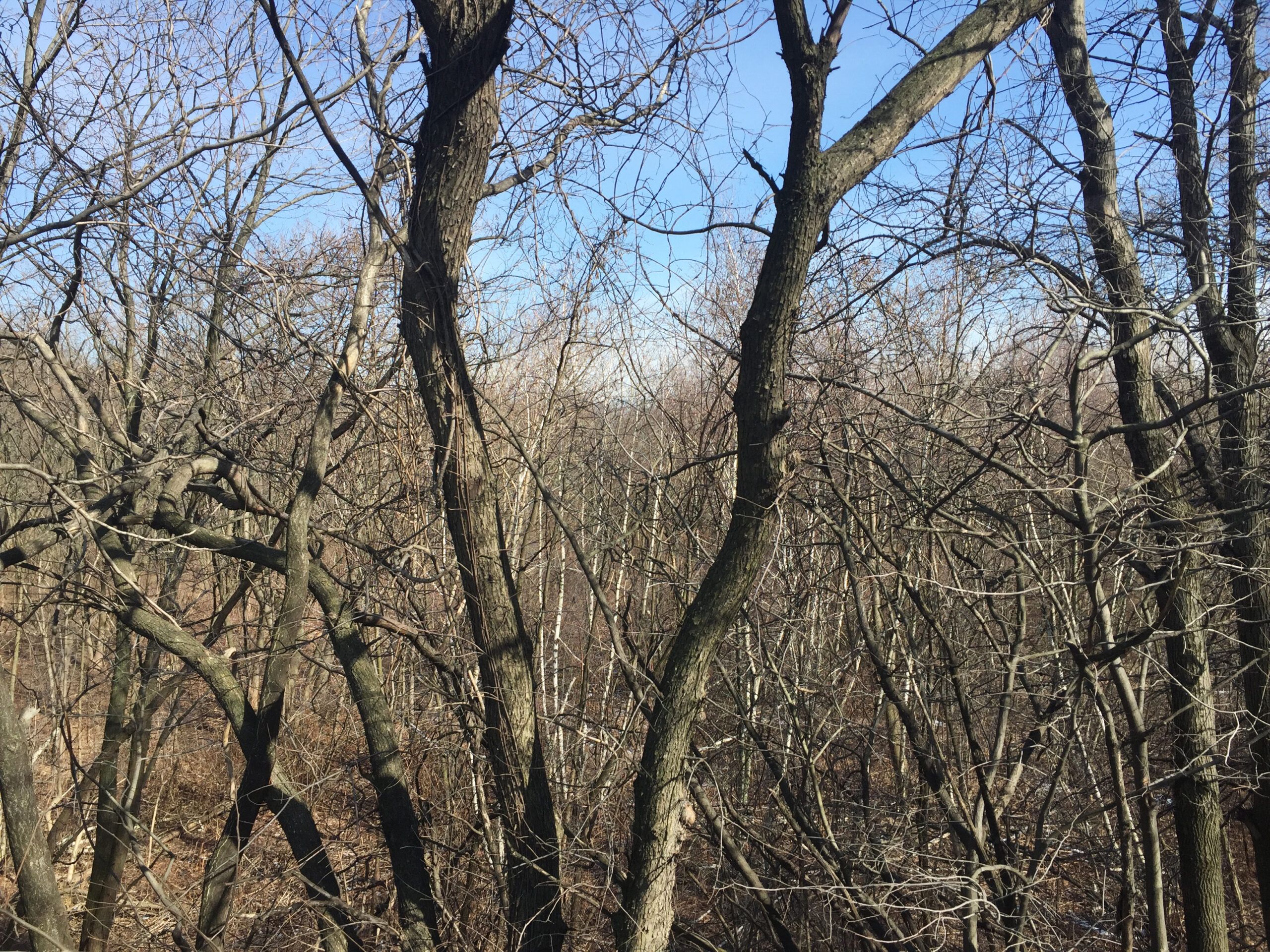 A former reservoir for water is now filled with forest in Highland Park, New York City.