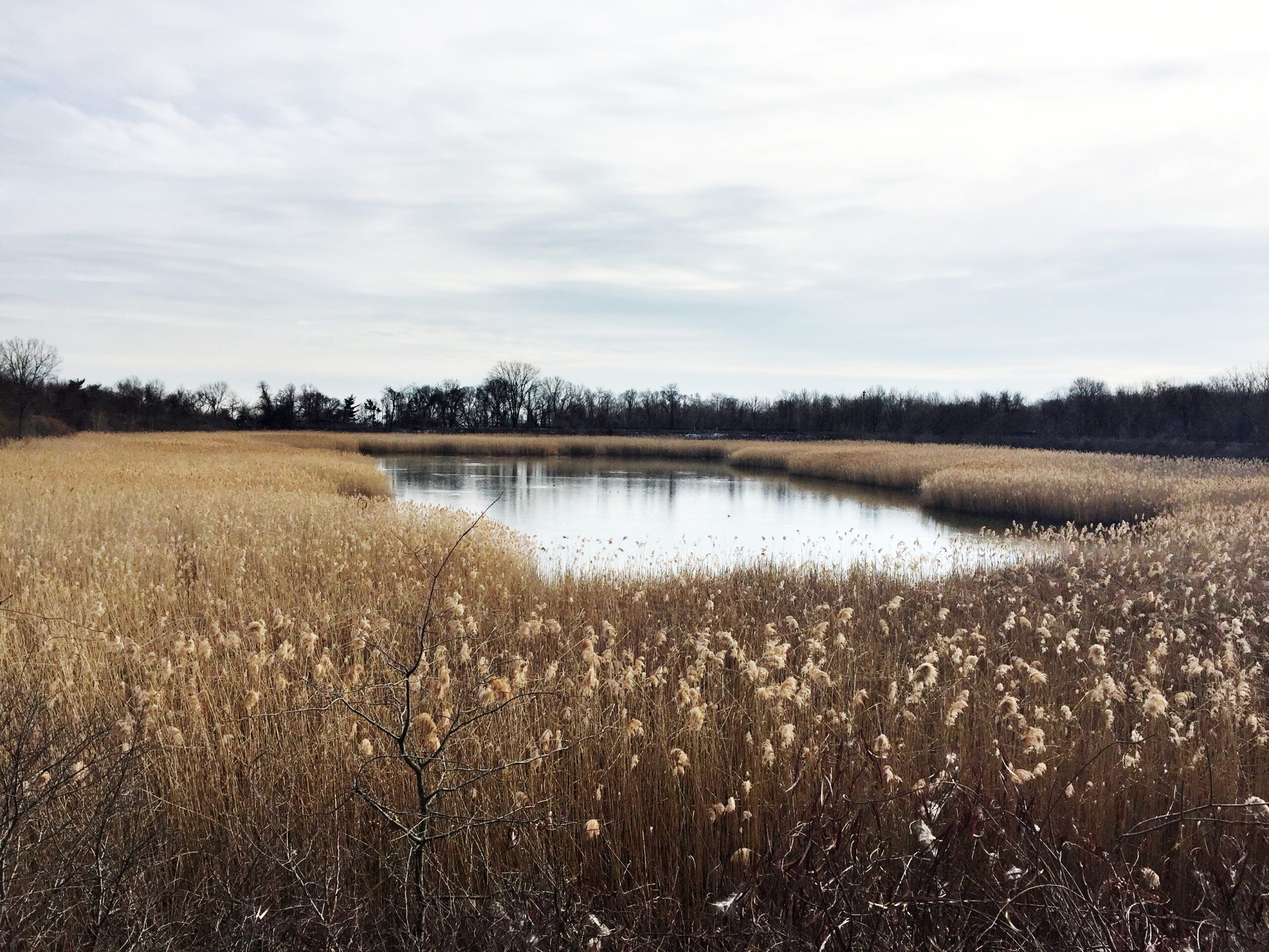 A peaceful landscape in New York City's Highland Park.