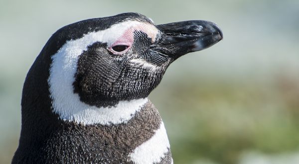 How a man and a penguin became friends.