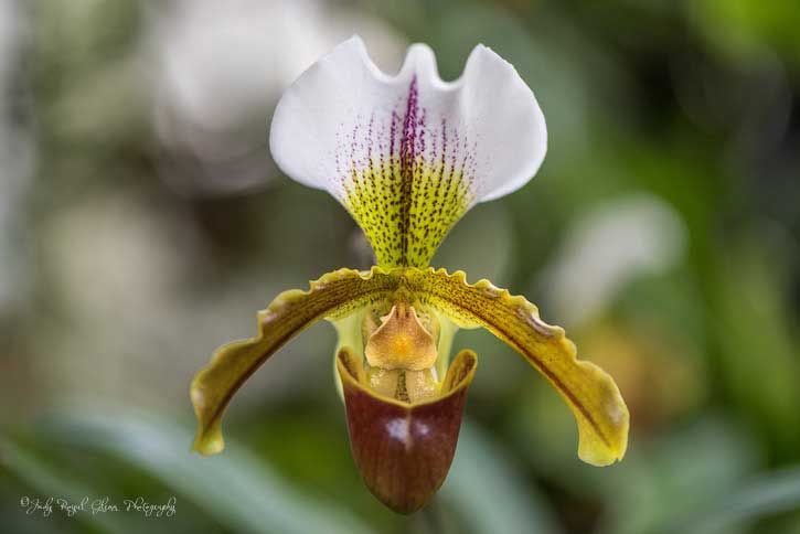 Guideposts: A delicate white orchid captured by photographer Judy Royal Glenn