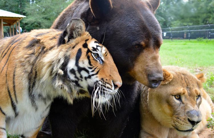 Baloo, Leo and Shere Khan