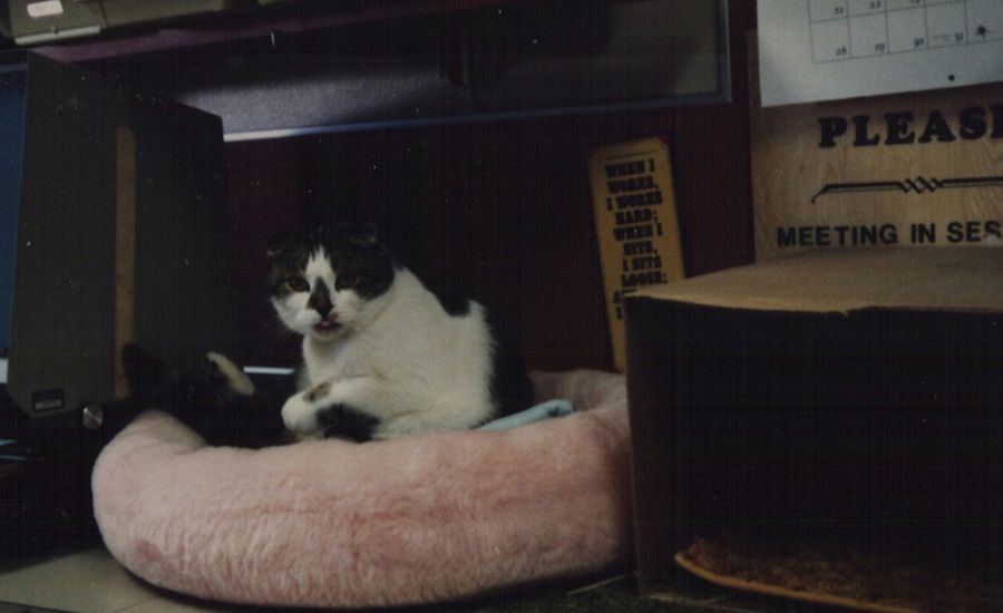 Taylor sleeping in a pink donut bed