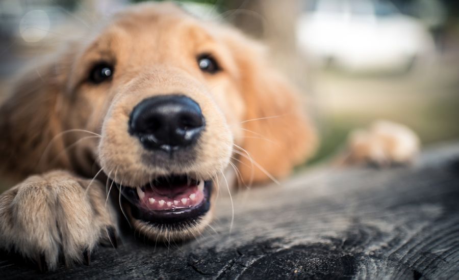 Happy dog