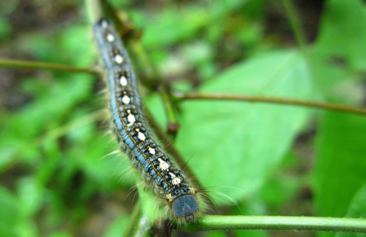 Forest Tent Caterpillar