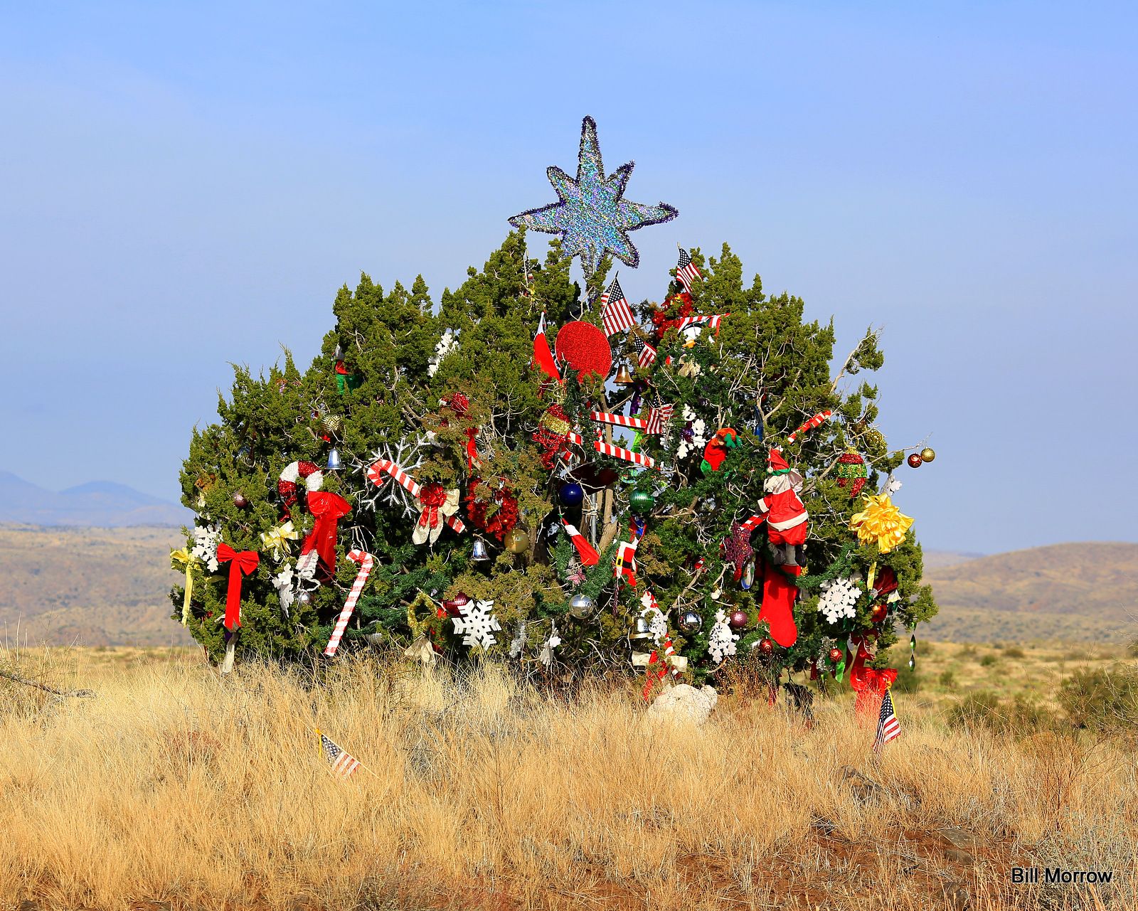 Guideposts: This festive juniper growing on the median of Interstate 17 in Arizona, near the Sunset Point rest area an hour north of Phoenix, has intrigued drivers for nearly three decades.