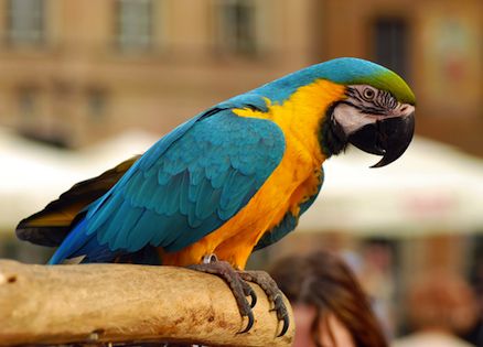 parrot outside new york city