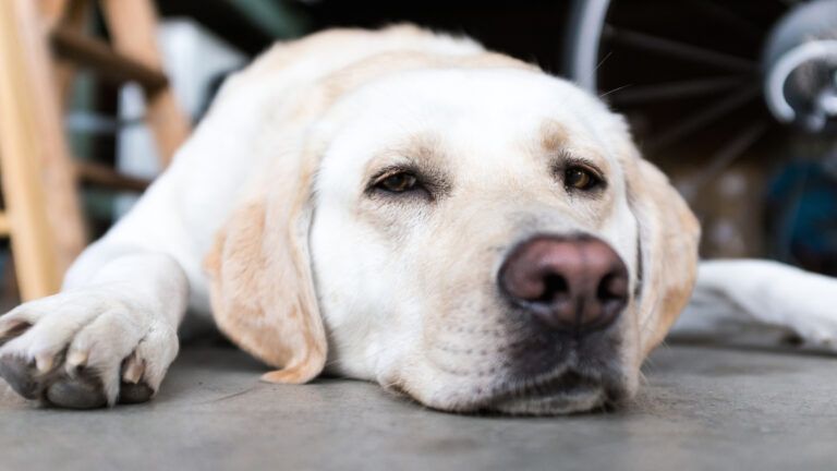 The dog who tested a marriage