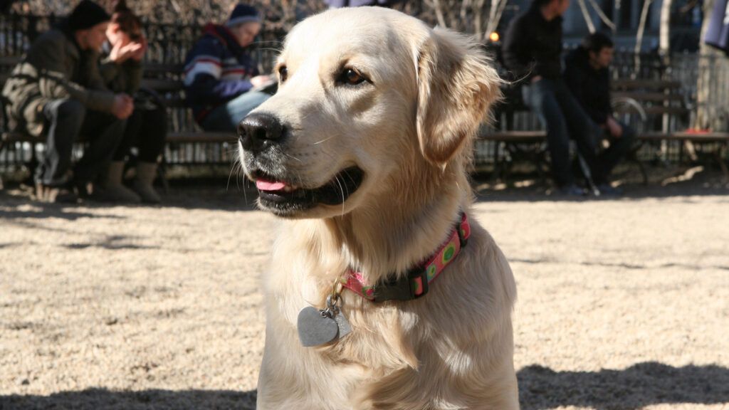 Edward Grinnan's beloved Golden retriever, Millie