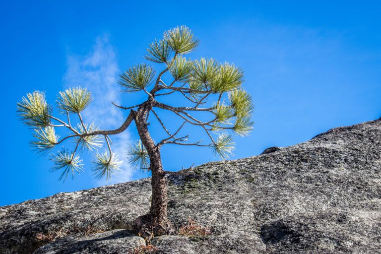 Ponderosa Pine