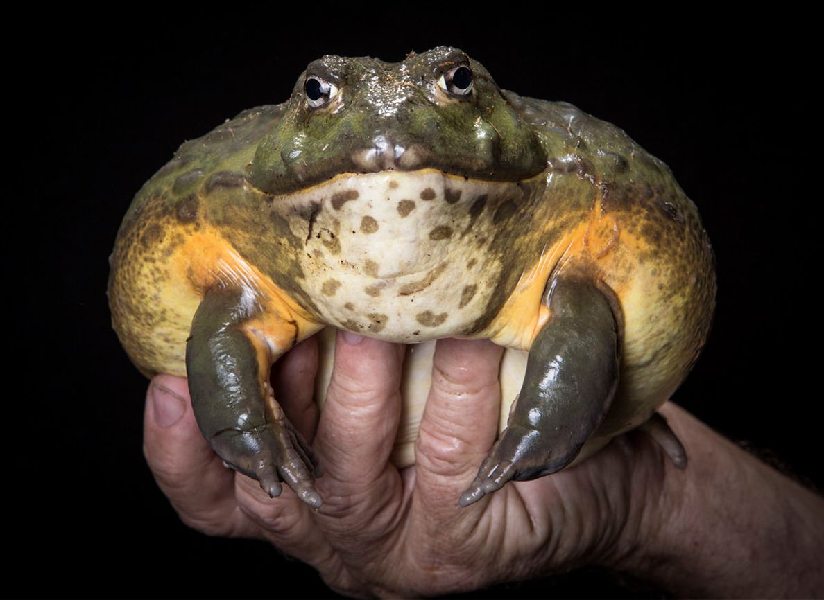 African Burrowing Bull Frog