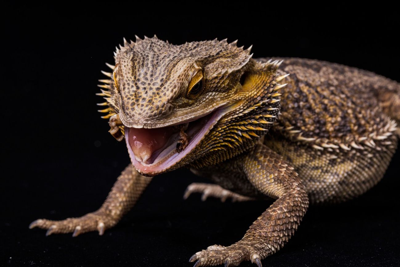 Bearded Dragon