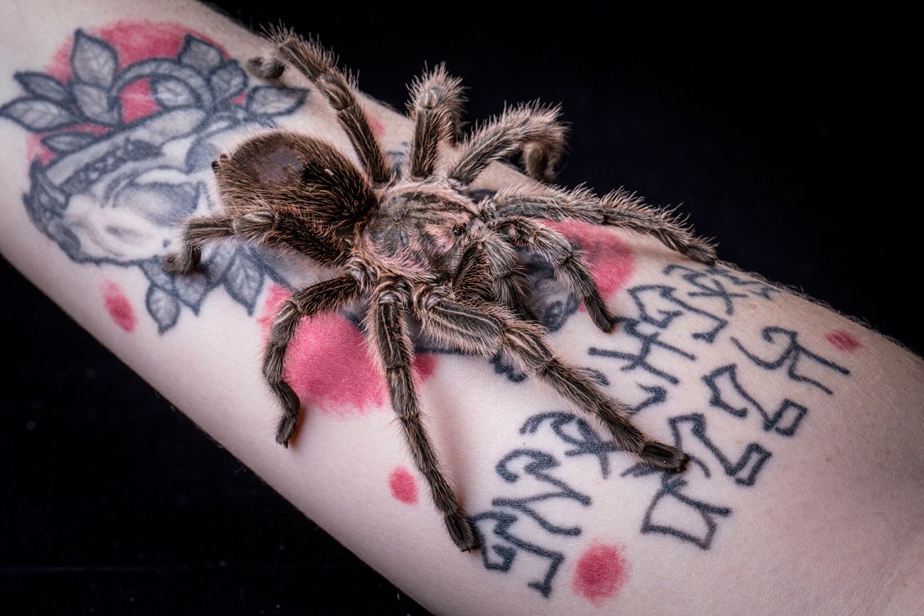 Rose-Hair Tarantula