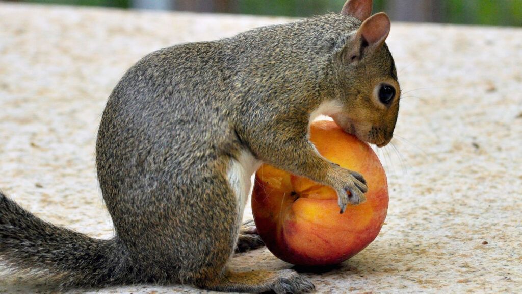 blog_squirrel_peach_1540