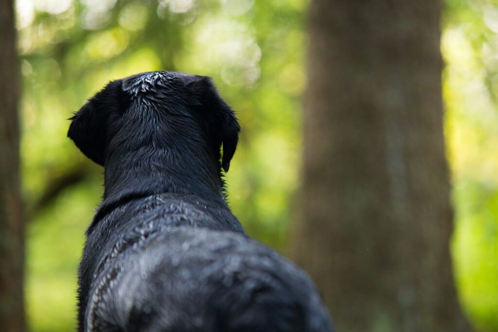 Dog in the woods