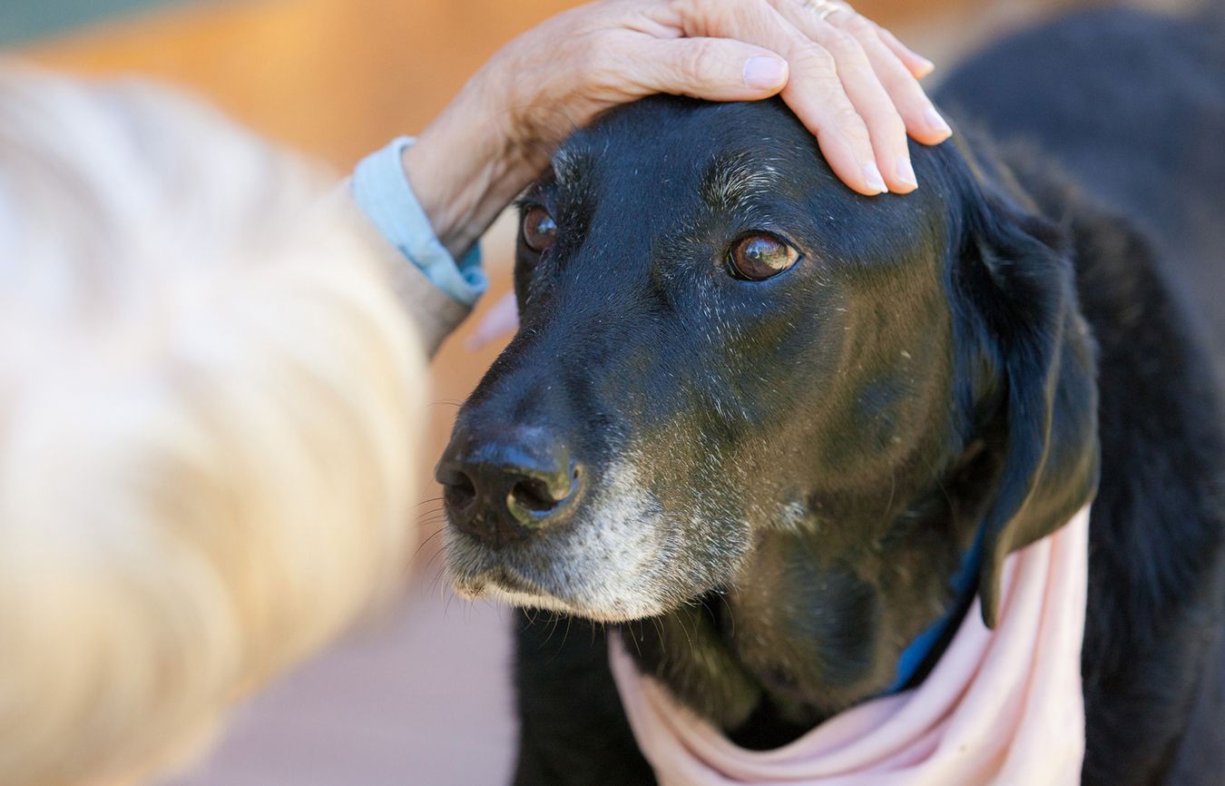 Linda Rae reaches down to pet Trixie's head