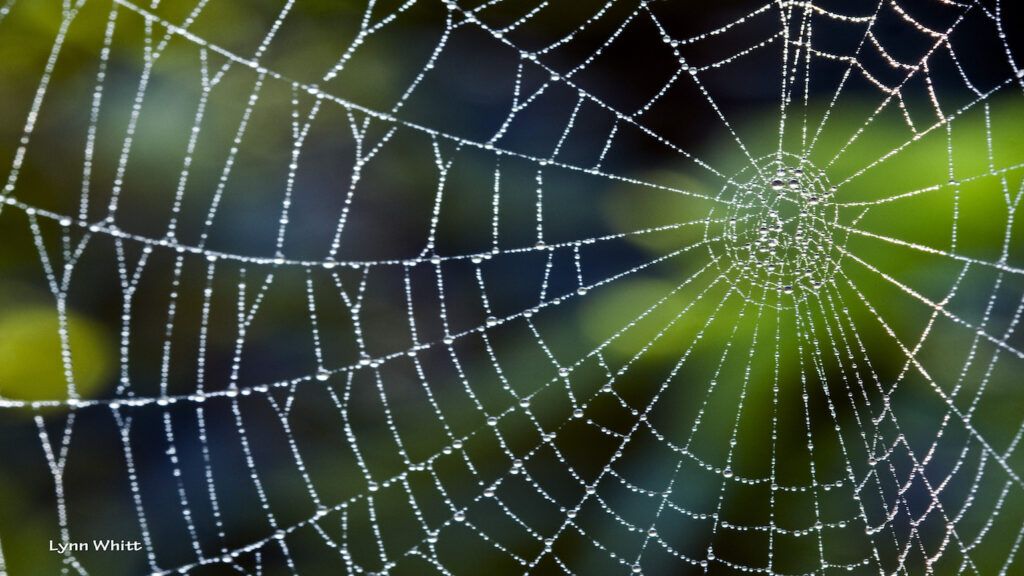 Spider's web