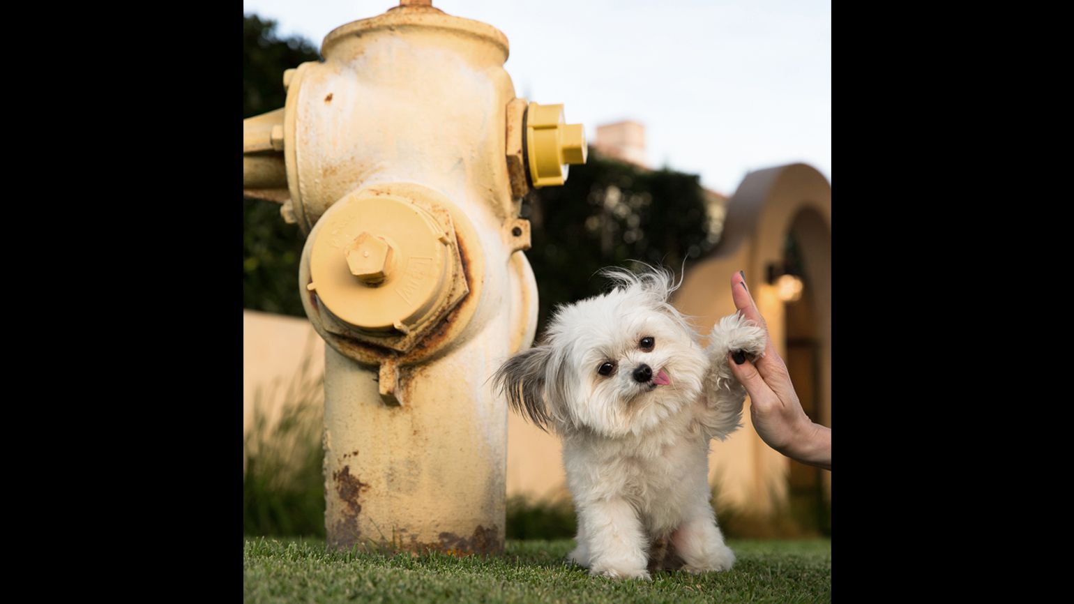 Norbert giving his signature hi-five by a fire hydrant.