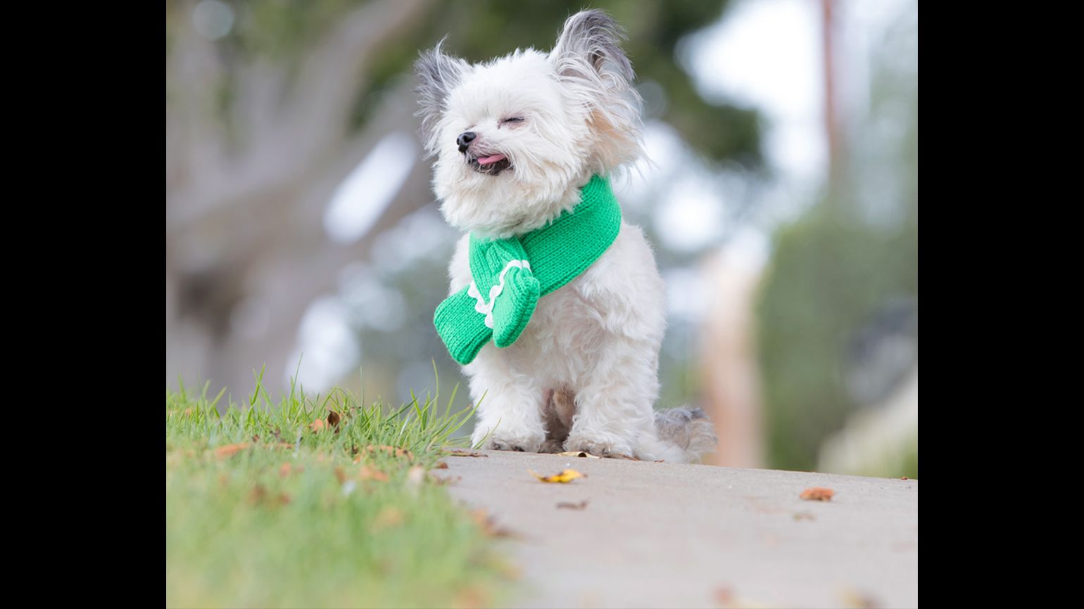 Norbert in a green scarf, inhaling the beauty of life outdoors.