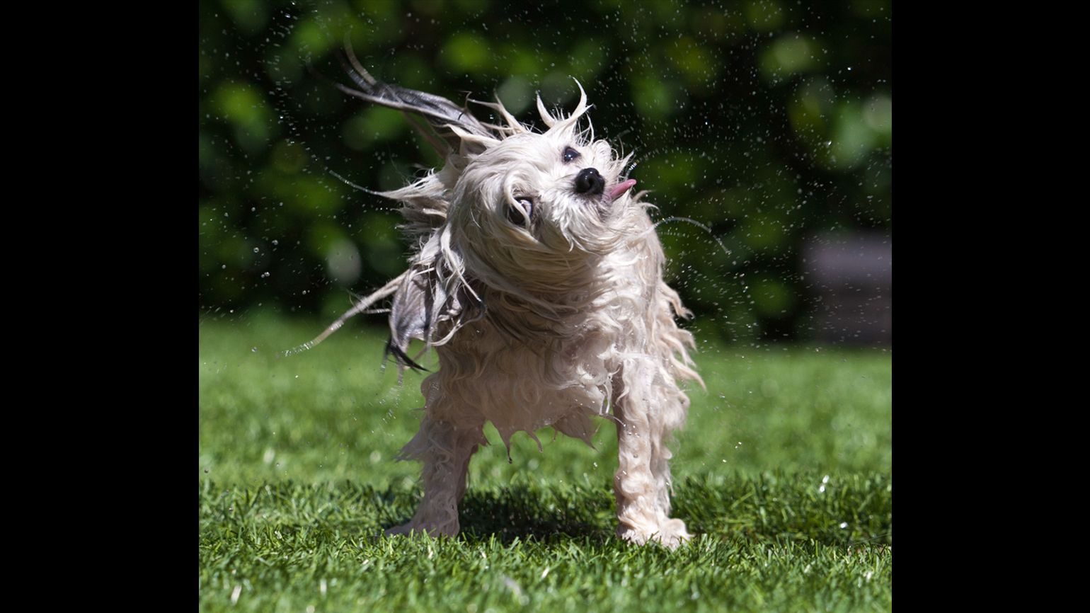 Norbert drying himself off by shaking off water.